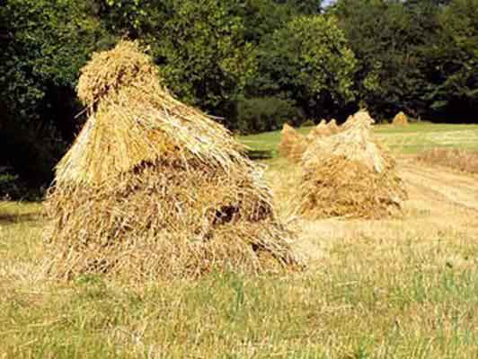 LANE farm in Unagh. The old-fashioned corn stooks are still used here.   Photo: Bill Cardwell.