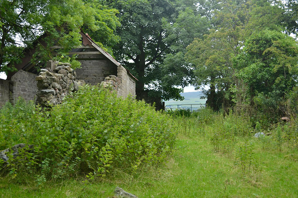 Image of E side of Birch hill looking N. Photo: Laurence Campbell.